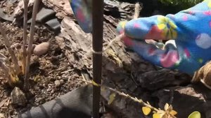 Опора для клематиса за 15 минут.. Красиво и легко ..