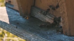 ЧТО В КОРАНЕ ГОВОРИТСЯ О ПЧЕЛАХ?