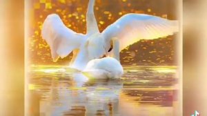 Любовь уставших лебедей.Караоке