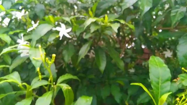 Edit by me ? J.K.S смотреть онлайн