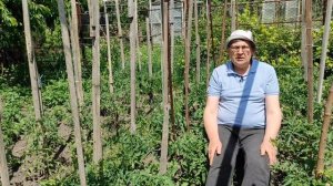 Чем подкормить рассаду помидор в холодную погоду.  Спасаем первую кисть у томатов.