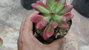 TOP 10 SUCCULENTS WITH SHADE OF RED/ PLANT HUNT