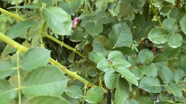 ПРАВИЛЬНАЯ ОБРЕЗКА ШТАМБОВЫХ РОЗ. ОБУЧАЮЩИЙ УРОК ДЛЯ НОВИЧКА.