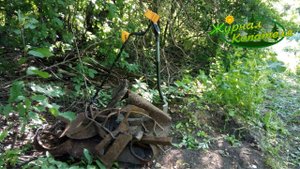 ВЫБИТОЕ МЕСТО, ВЫСОКАЯ ТРАВА, НО МЕТАЛЛ ПОПАДАЕТСЯ! Коп металлолома