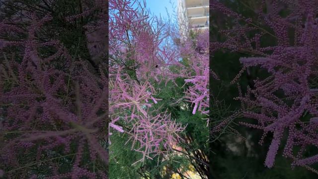 Calluna vulgaris. Brezo, brecina, biércol. #bee #nature #flowers