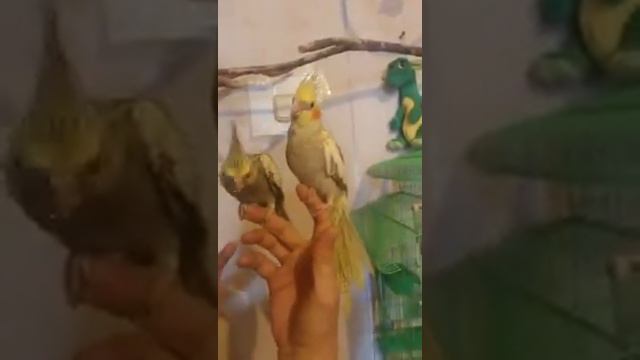 Наши Птенцы Кореллы ручные! смотреть онлайн