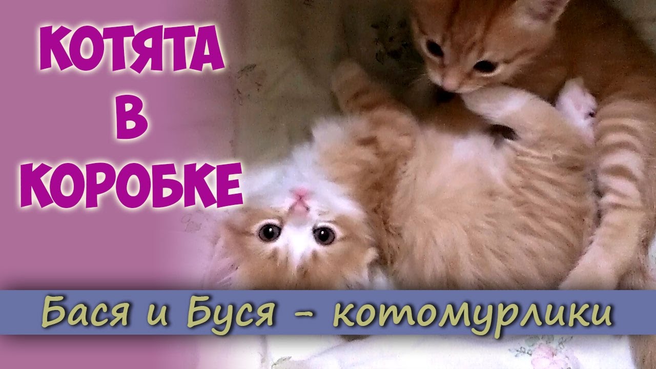 Басим песни. Бася и Буся. Песня любимый котёнок. Моя кошка Бася.