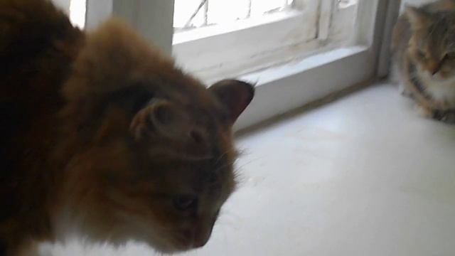 Чей подоконник? Кошки Ромашка и Подушка. смотреть онлайн