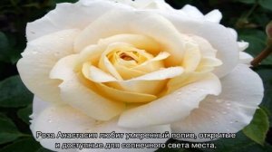 Роза Анастасия (Anastasia)