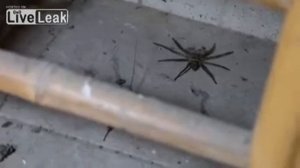 Смертельная схватка паук против таракана