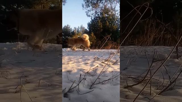 American Akita .Американская акита Бай 17 месяцев. смотреть онлайн