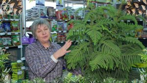 Араукария ? Альтернатива ели?