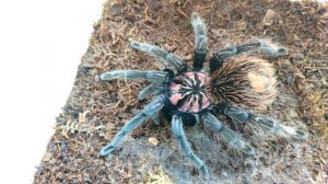 Xenesthis sp. Blue. Красивый и редкий паук птицеед после линьки