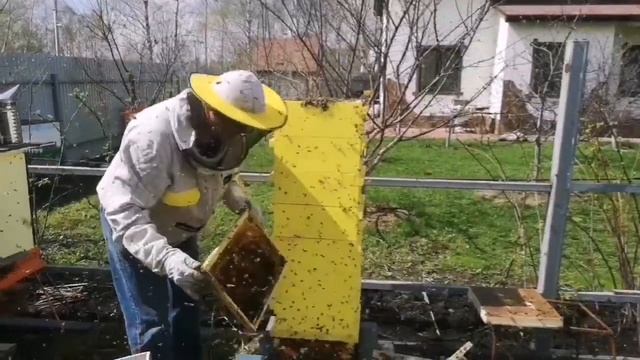 Ошибки при заселении японских ульев. смотреть онлайн