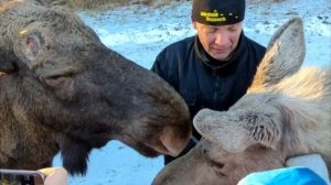 Мужчина выпускает лосиху на волю. Она возвращается несколько месяцев спустя с  сюрпризом!