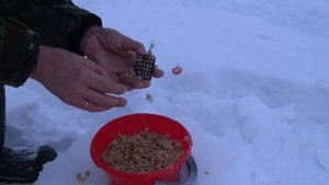 Канальный сомик | Рыбалка в Удомле | Тверская область