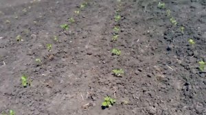 как заложить маточник клубники схема посадки