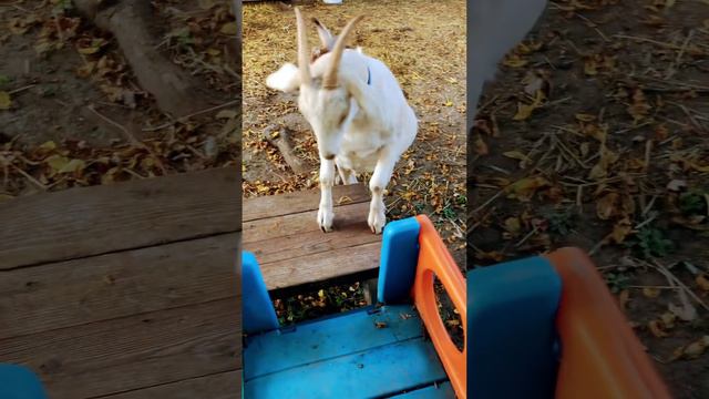 Goat Gets His White Goat Brother In Face With His Tail, Then Tries To Pull Him Down From Platform!