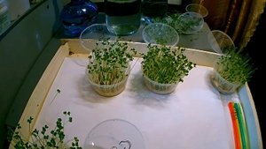 ПЛАЗМЕННАЯ ВОДА . ПРОВЕРКА НА РАСТЕНИЯХ  ХОЛОДНАЯ ПЛАЗМА