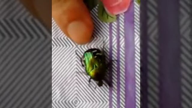 майский жук в июне смотреть онлайн