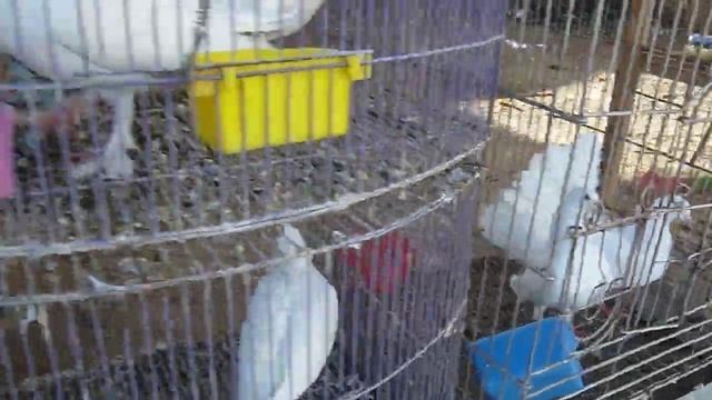 птички в клетке поют.singing birds