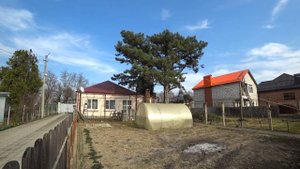 Обрезка большой сосны