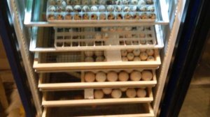 Совместная инкубация разных видов птиц в одном инкубаторе.