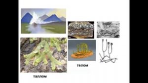 Ботаника. Высшие растения - лекция 01