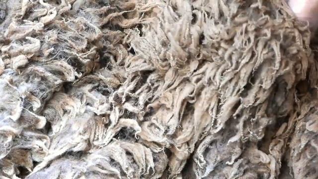 Шетланд цвет Капучино смотреть онлайн