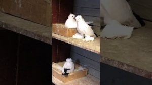 Голуби Ставрополья Георгиевск плечистые чернохвостые лохмоногие