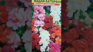 Семена львиный зев, левкой, табак душистый
