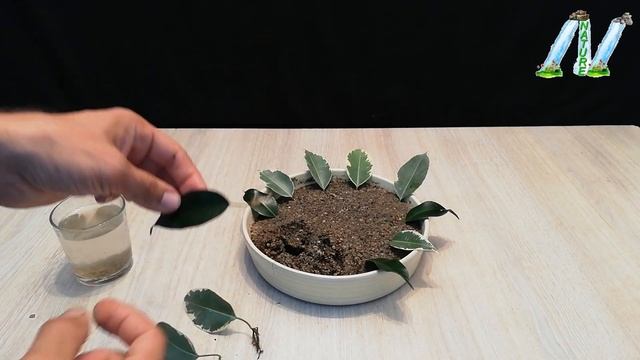 How to grow Ficus Benjamina from single leaf very easy смотреть онлайн