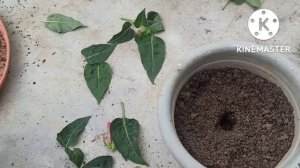 How to grow Mirabilis Jalapa by Cutting|| 4O'Clock Plant|| Mirabilis Jalapa complete Care||