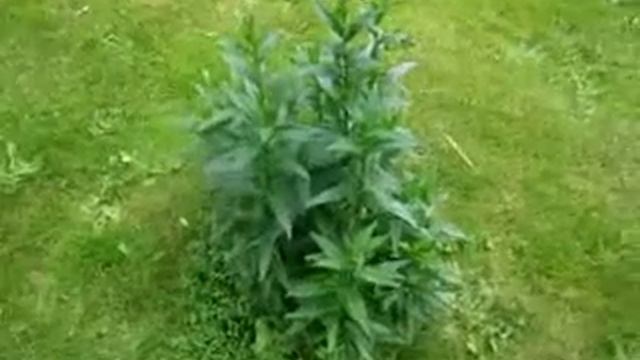 Александровский сад смотреть онлайн