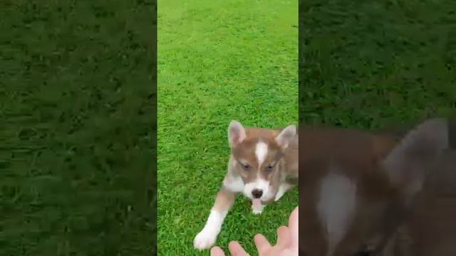 Blue Eyed Pomsky Puppies For Sale X F3 Pomsky Puppy RORY X