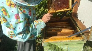 Качаю мёд в сентябре - семьи залились в хлам. Вторая жизнь вощины