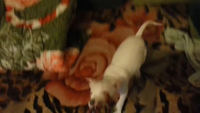 Стафф Айк зверюга 2 месяца смотреть онлайн