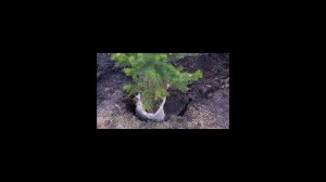 Как посадить сосну из леса?