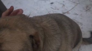 Кавказский Волкодав