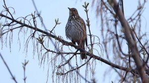 Голоса птиц круглый год. 100 видов птиц поют в кадре HD качестве