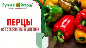 ТРИ ГЛАВНЫХ ПРАВИЛА при выращивании перца для СВЕРХУРОЖАЯ с одного куста