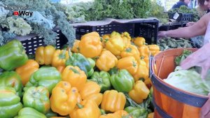 Весь Зеленый Перец Вмиг Дозреет В Сентябре, Если Сейчас Сделаете Так!