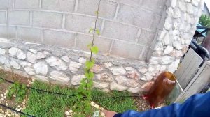 Выращиваем Хмель для Пива | Капельный полив