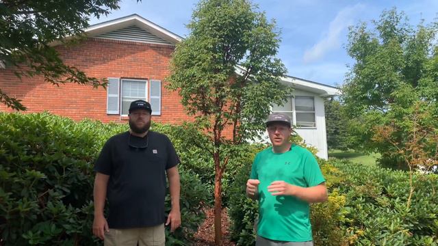 ACER GRISEUM PAPER BARK MAPLE смотреть онлайн