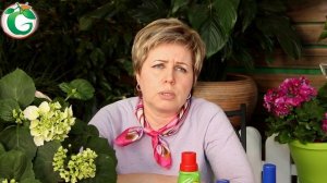 Гортензии от А до Я ✔️ Гортензии Посадка и Уход