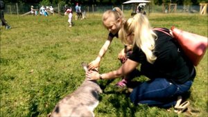 Ферма кенгуру Kangaroo Creek Farm, BC, Canada