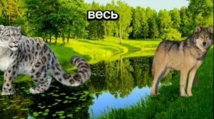 Снежный барс vs Волк кто сильнее