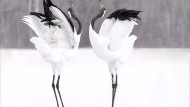 もしもピアノが弾けたなら　/  ハモリ ぽっけ♪ハモチャンネル  6  唄cover  toshi