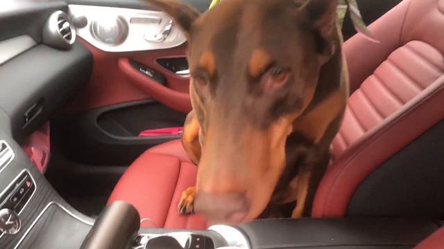 My Doberman ready for new year! Мой Доберман после салона , готова к встрече Нового Года!!! смотреть онлайн