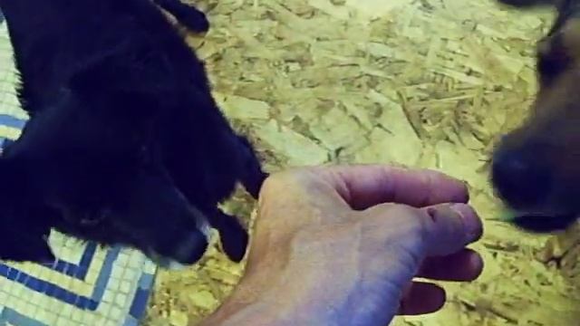 Собаки с удовольствием едят сырой кабачок смотреть онлайн